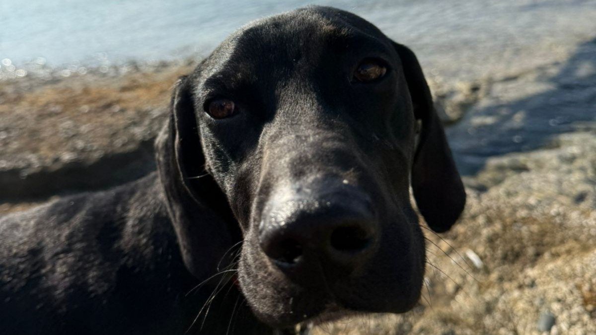 Perro