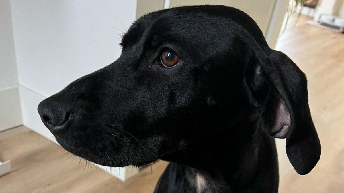 Perro