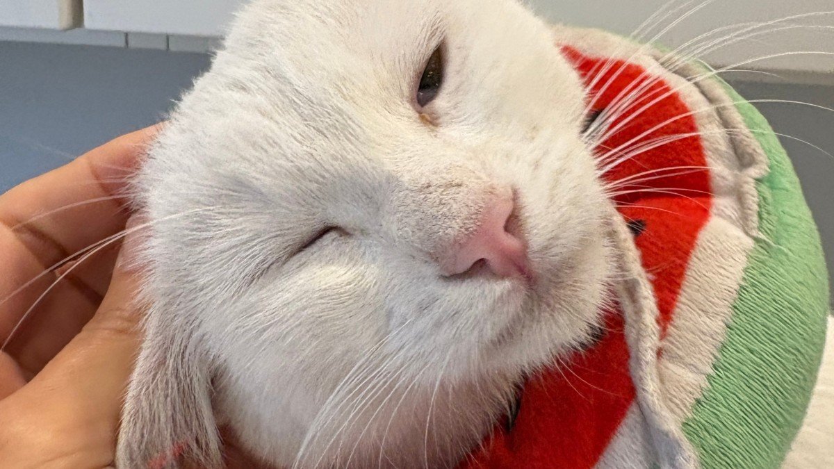 Muis