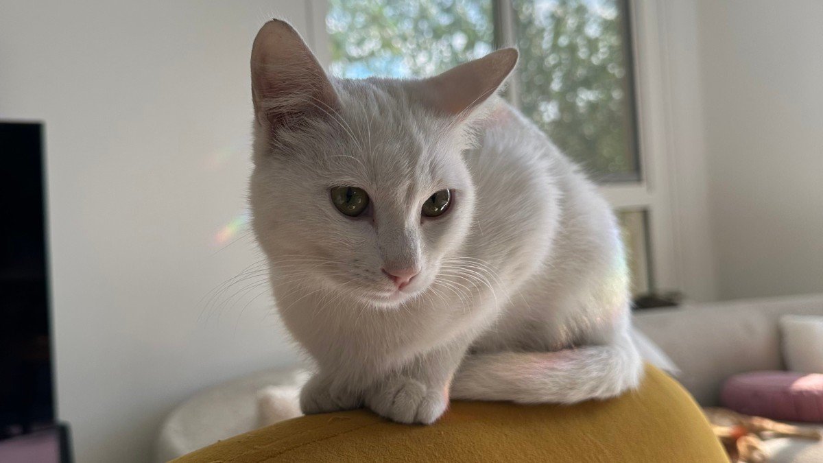 Muis