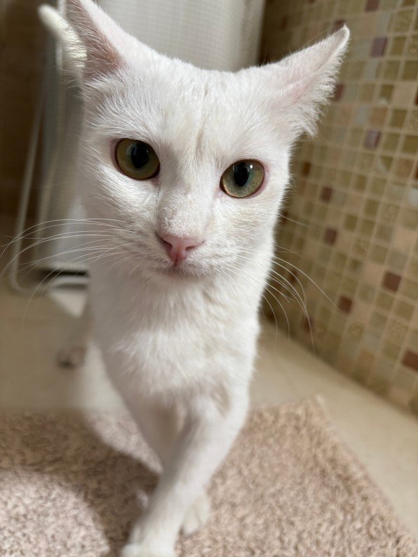Muis