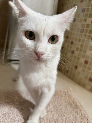 Muis