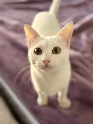 Muis
