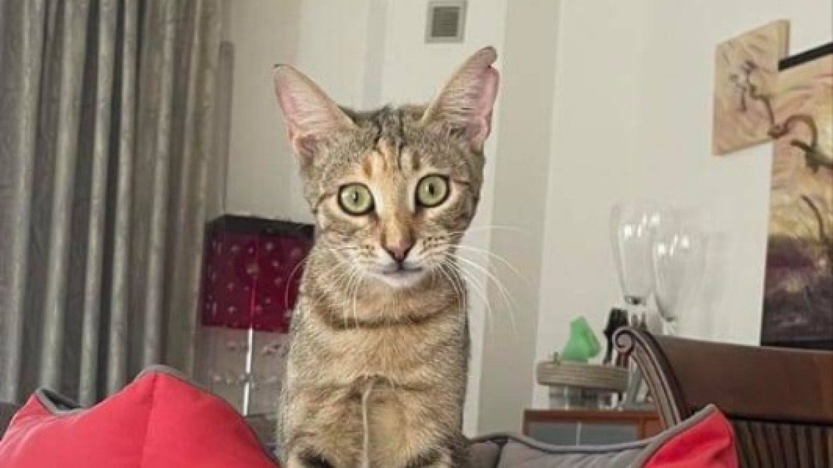 Gina