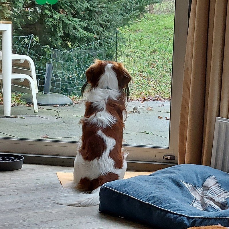 Huib