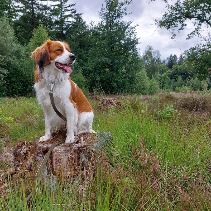 Huib