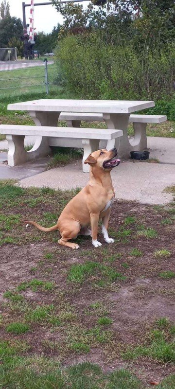 Barkie