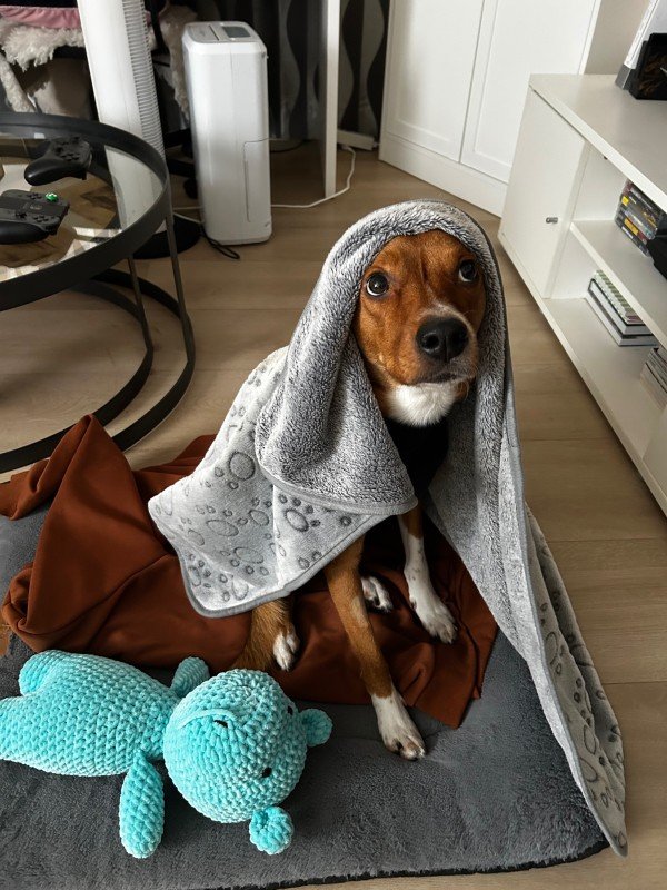 Joost