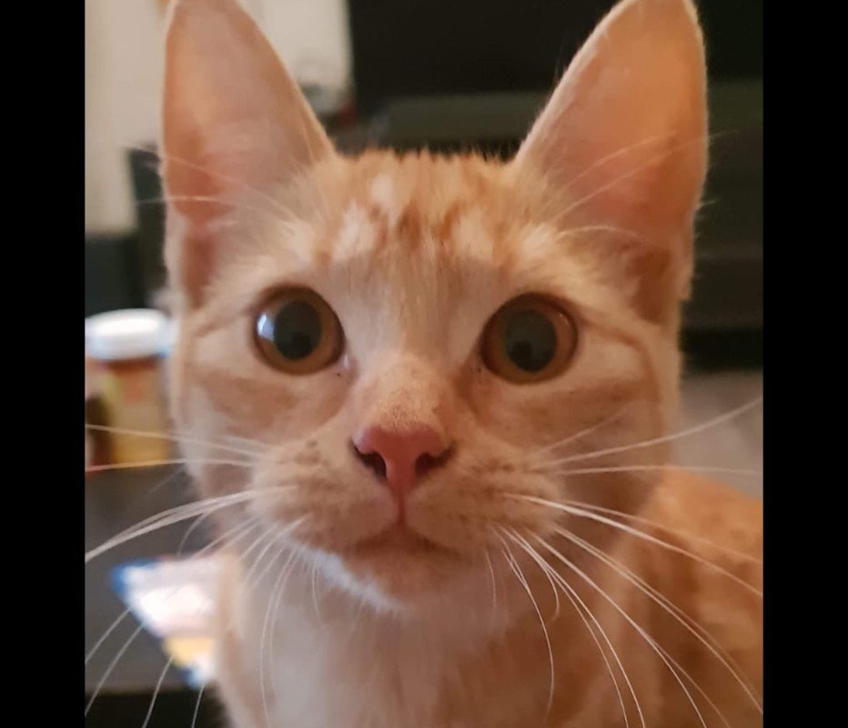 pluisje