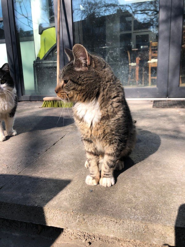 Tijger