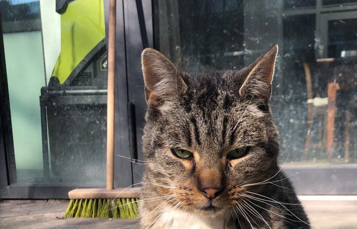 Tijger