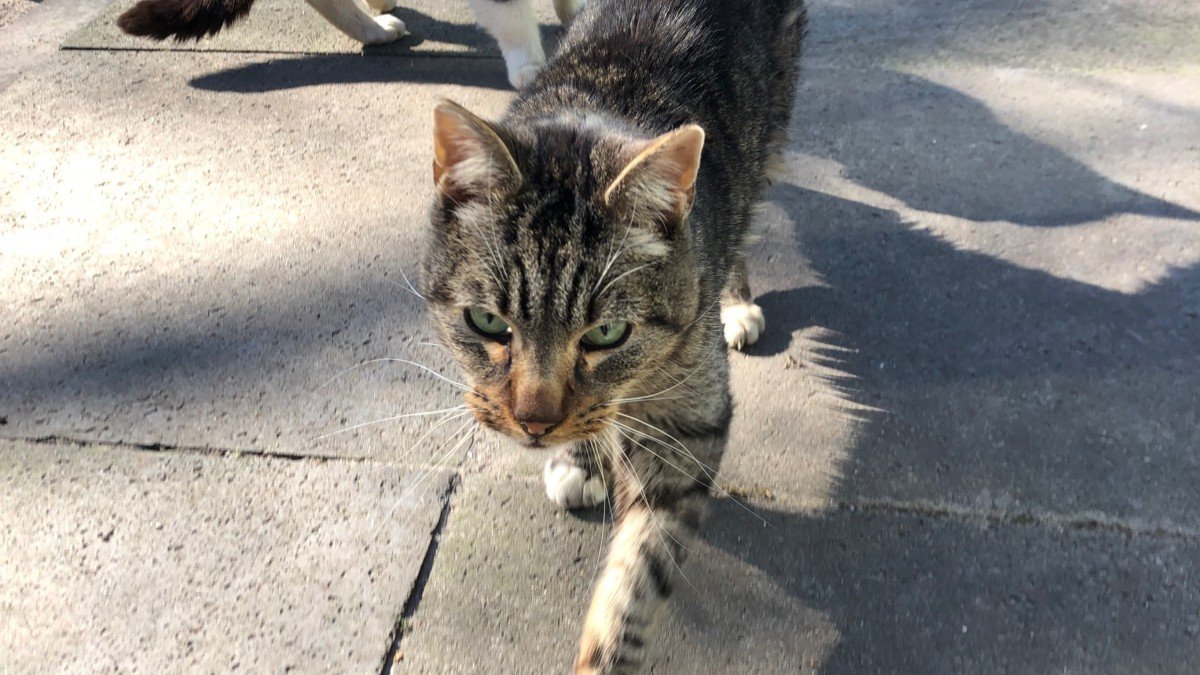Tijger
