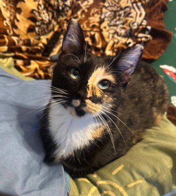 Nellie