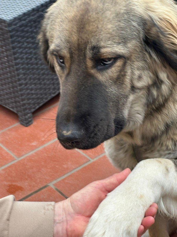 Bimba