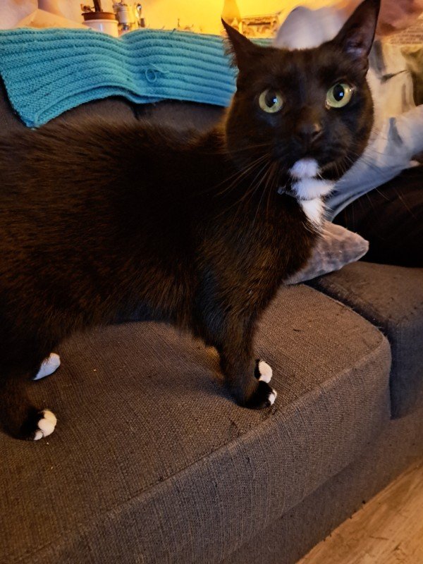 Bella