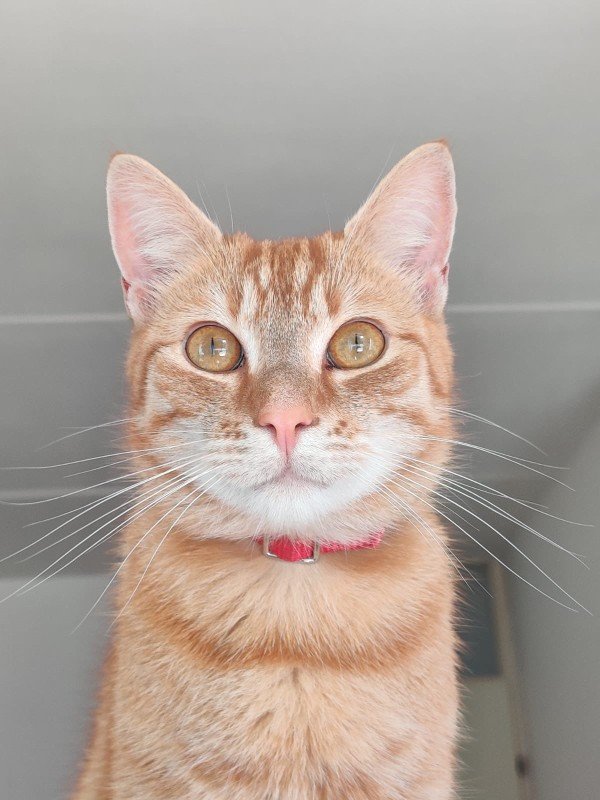 Milo