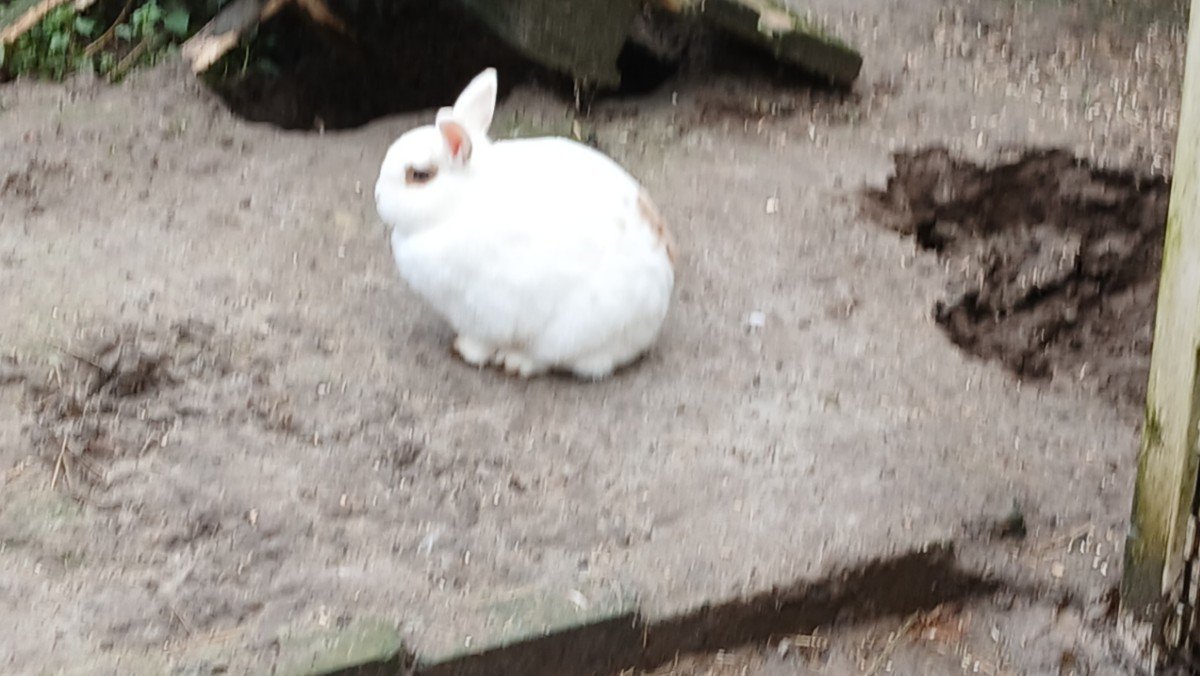 Witje