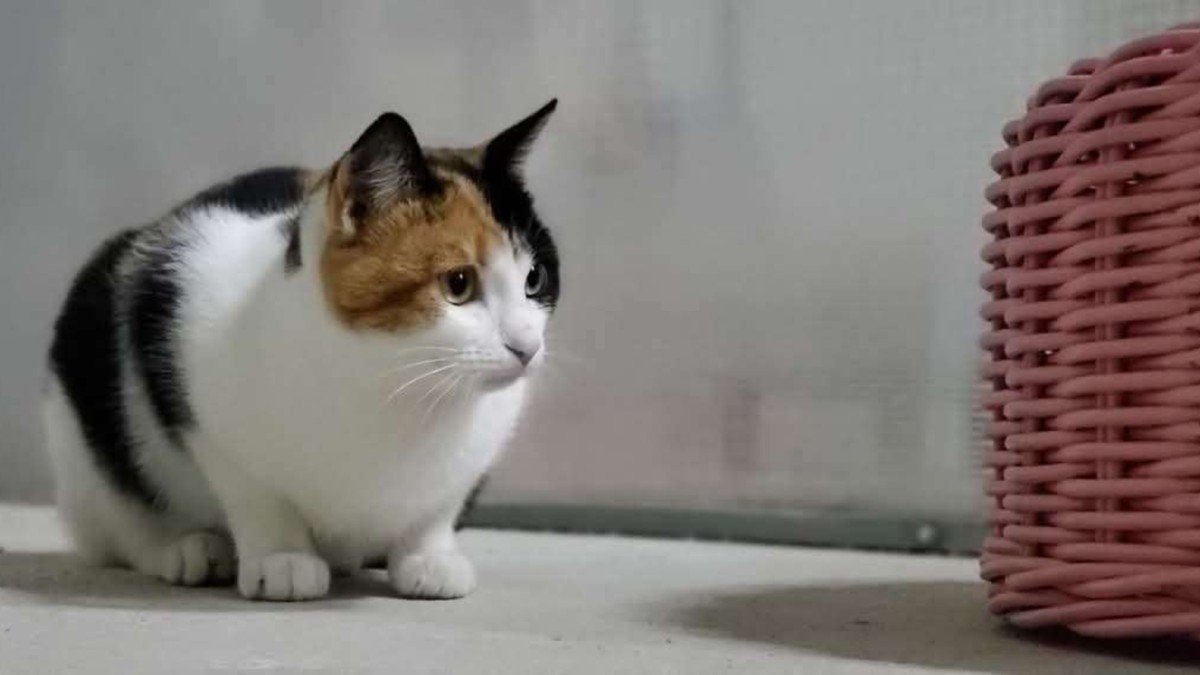 Sugar