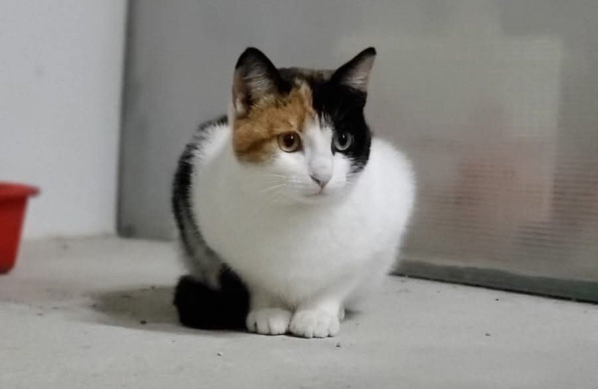 Sugar