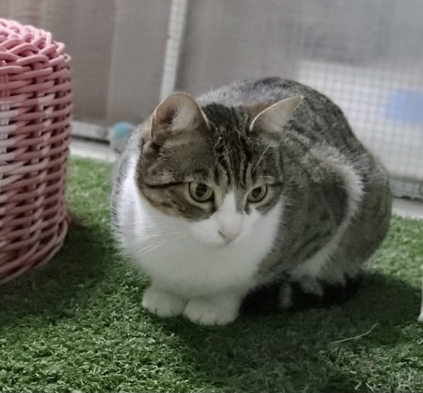 Paqui