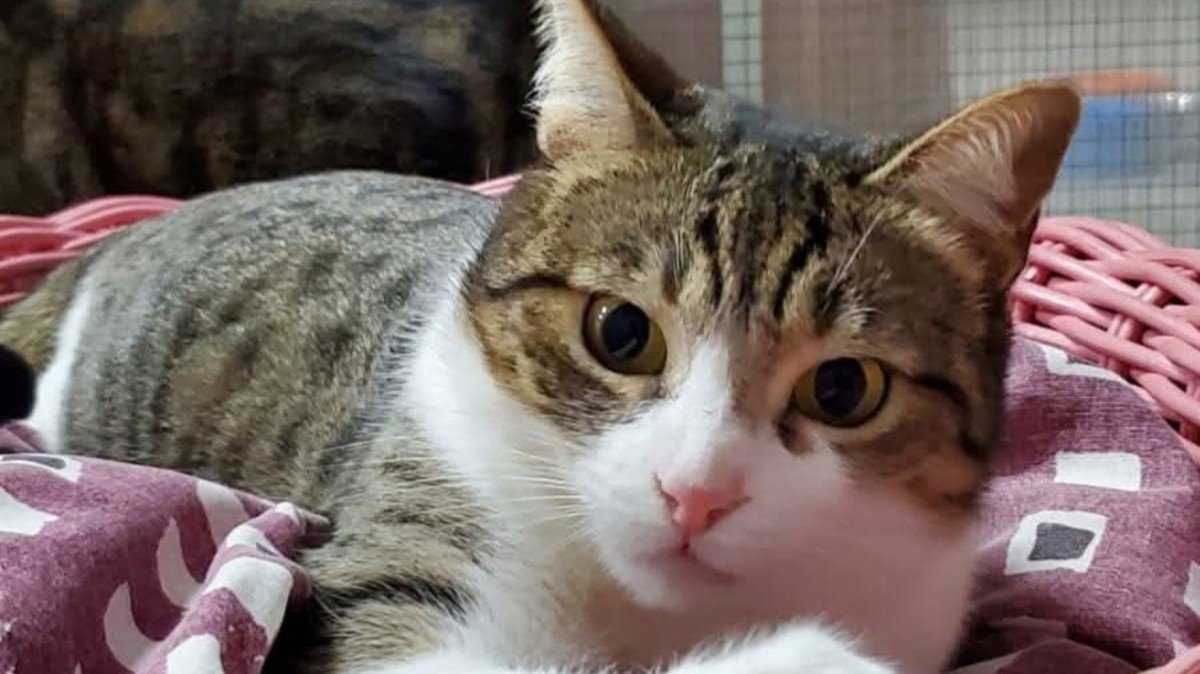 Paqui