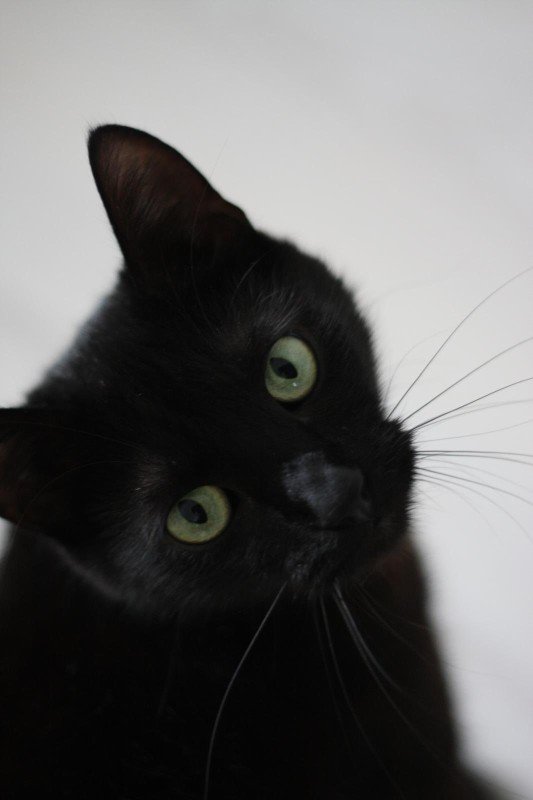 Ollie