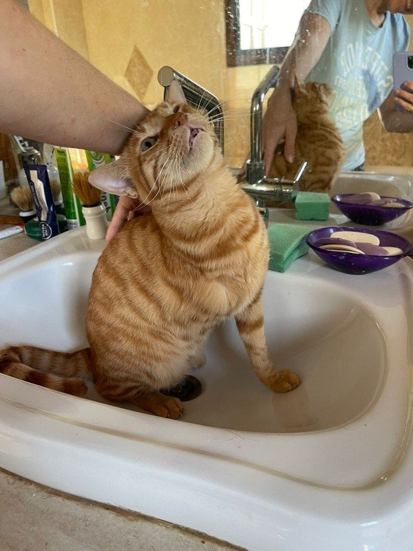 Miso