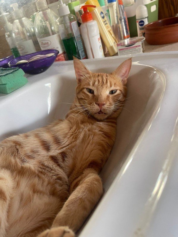 Miso