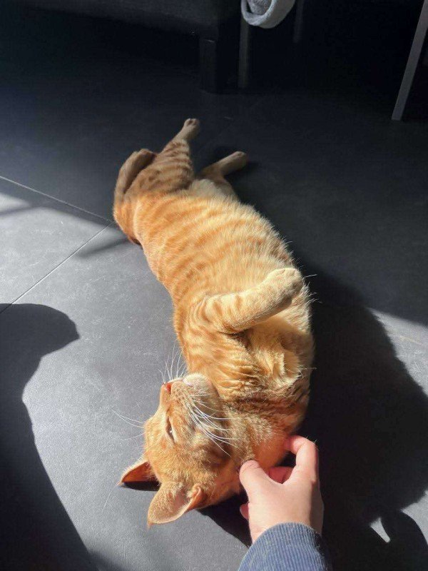Miso