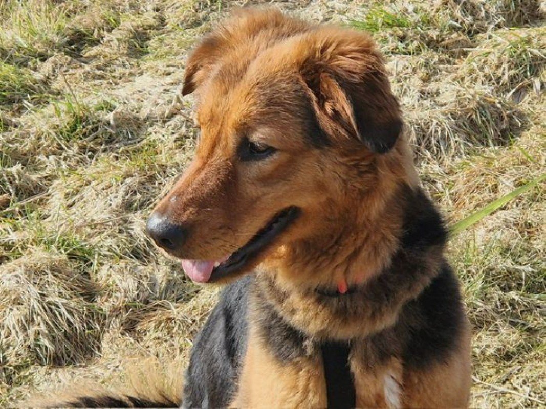 Bailey