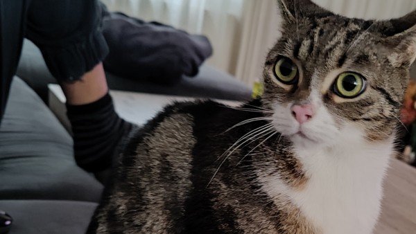 Mitzie