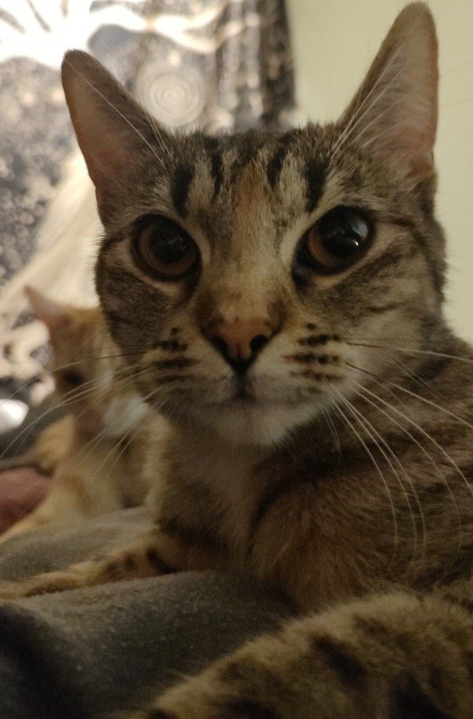 Lola