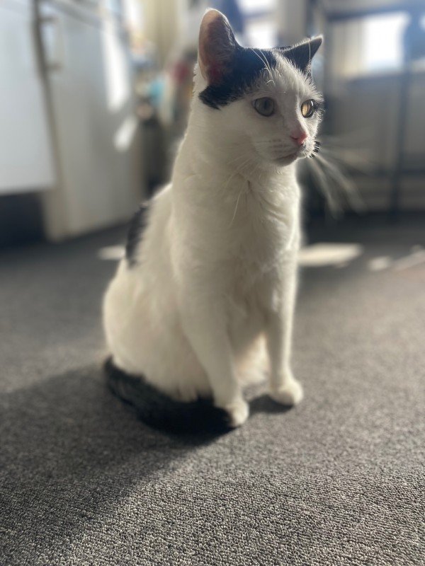 Mimie