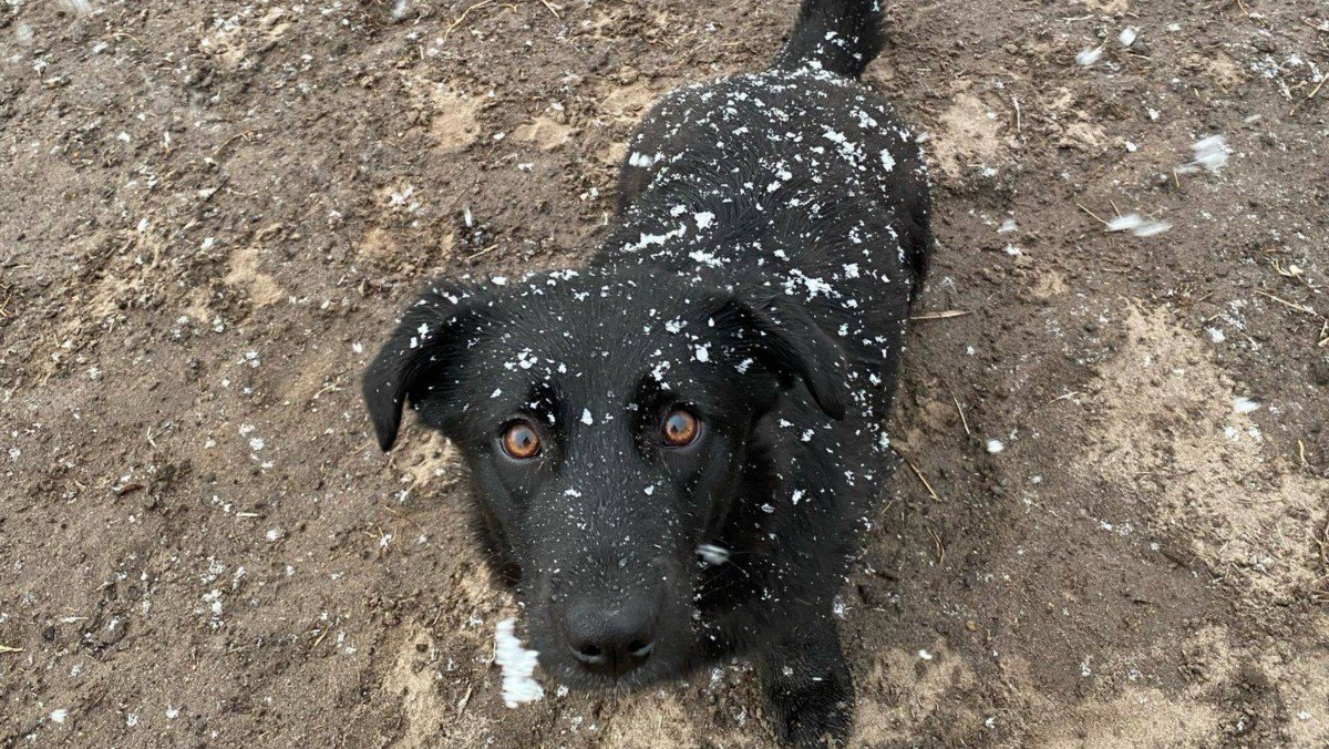 Snowy