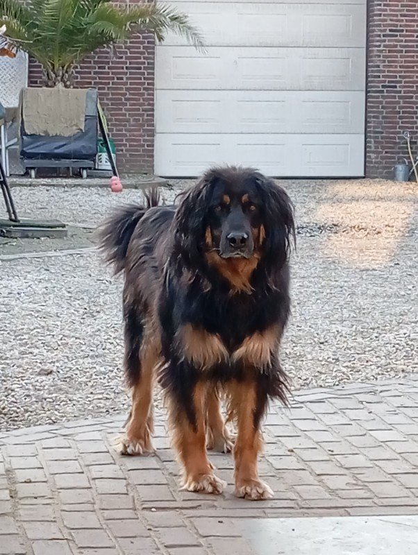 Diesel