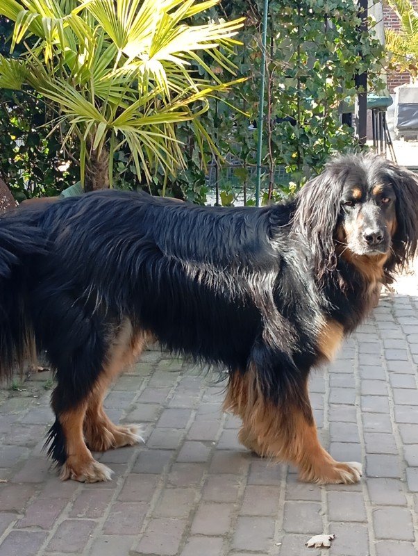 Diesel