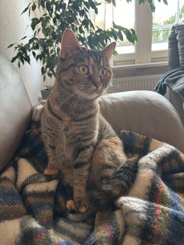 Chicca