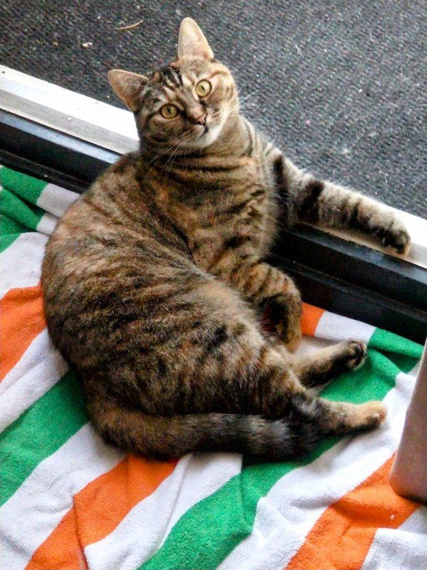 Chicca