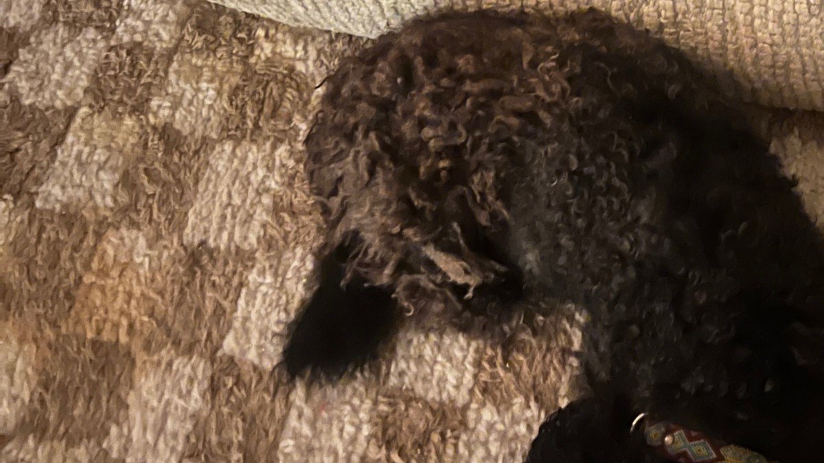 Buddy