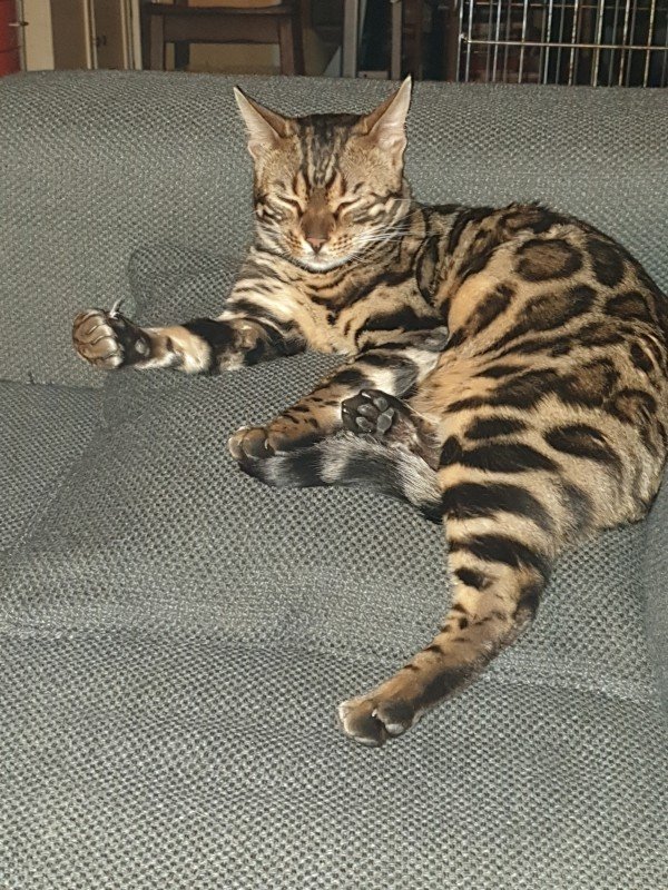 Sieppy