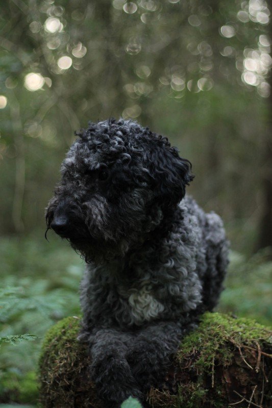 Grover
