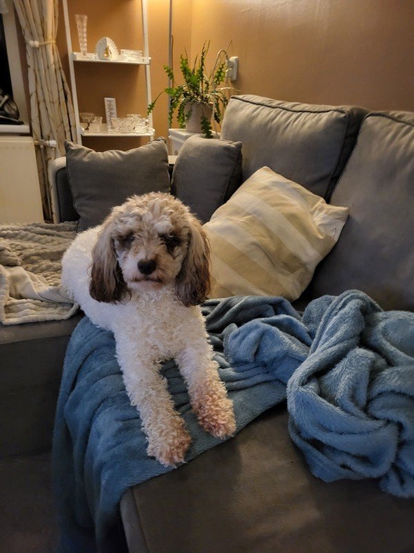 Bailey