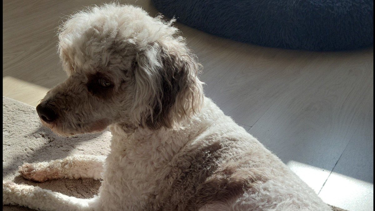 Bailey