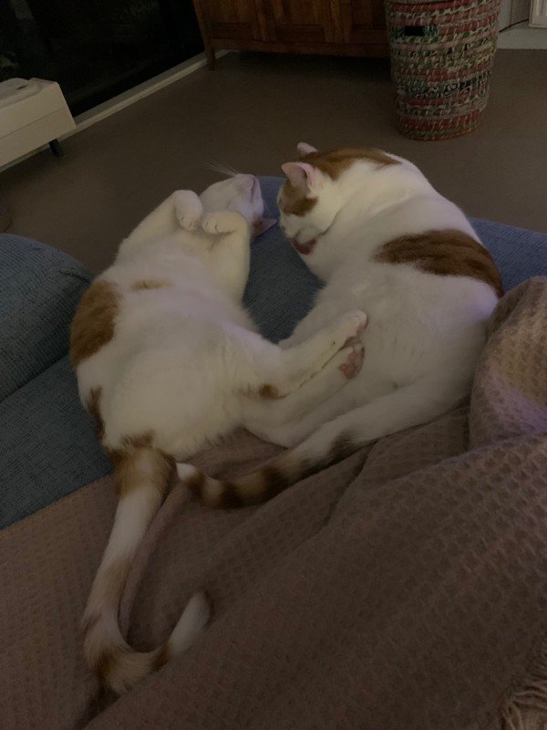 Kedi