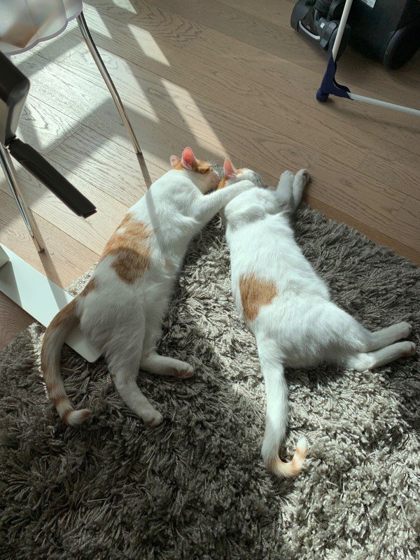 Kedi