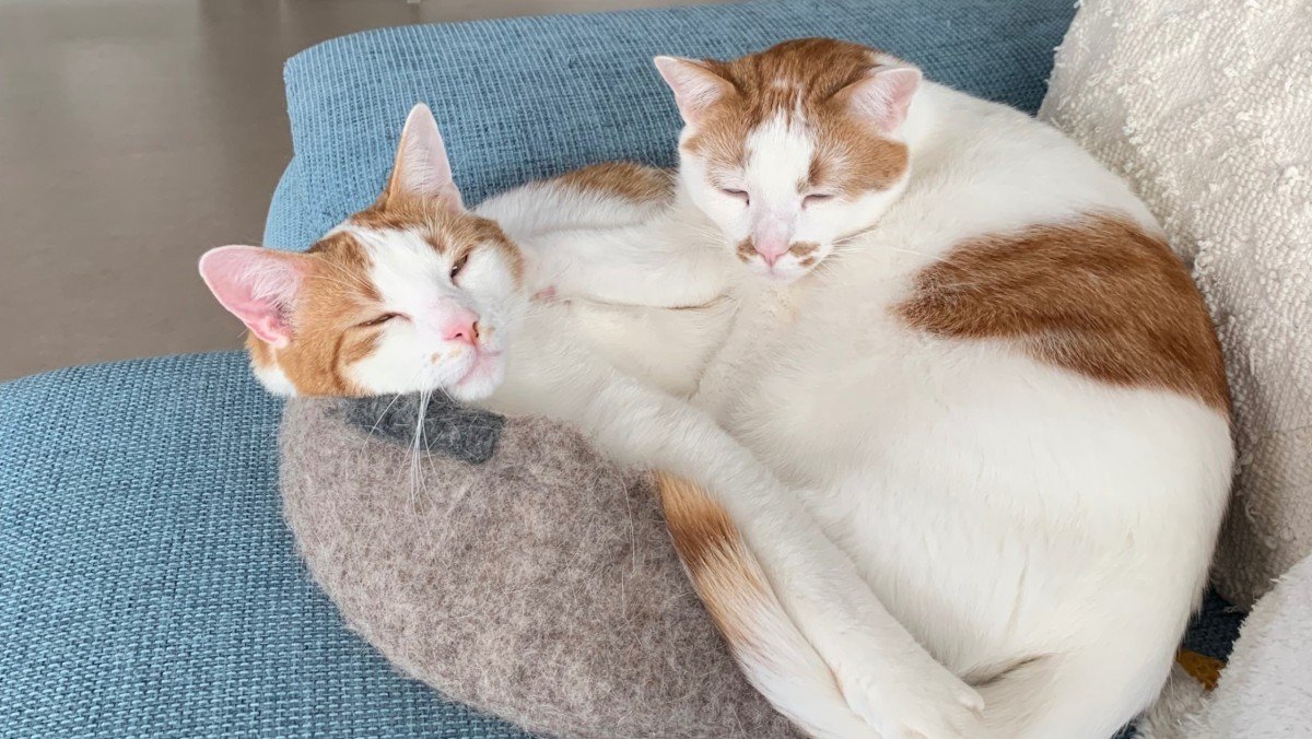 Kedi