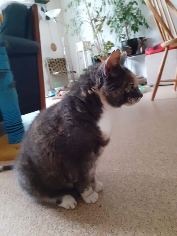 Sofie