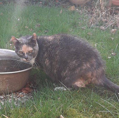 Sofie