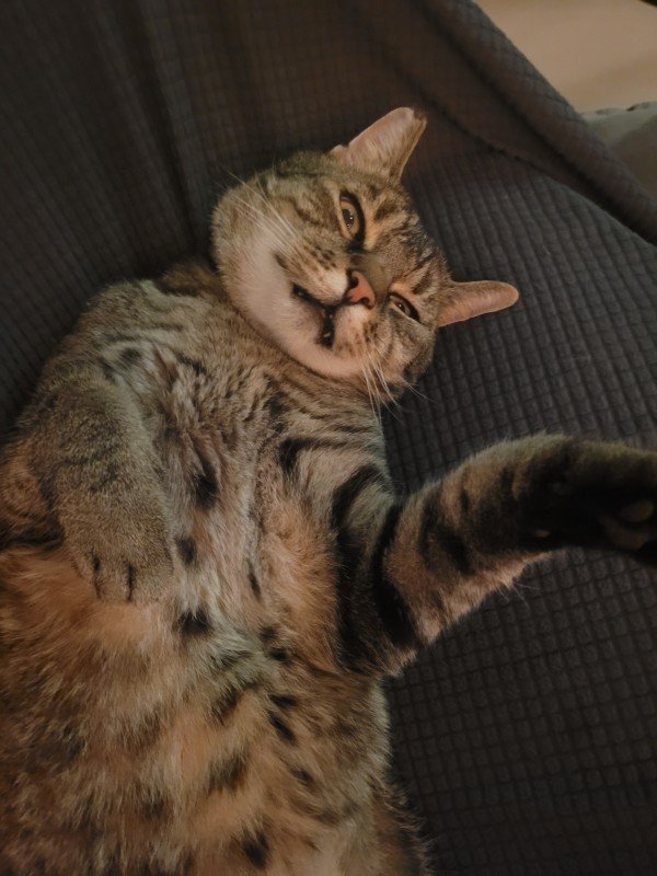Simba