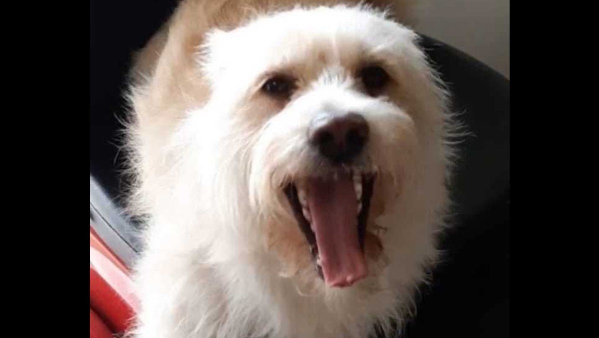 Pippa